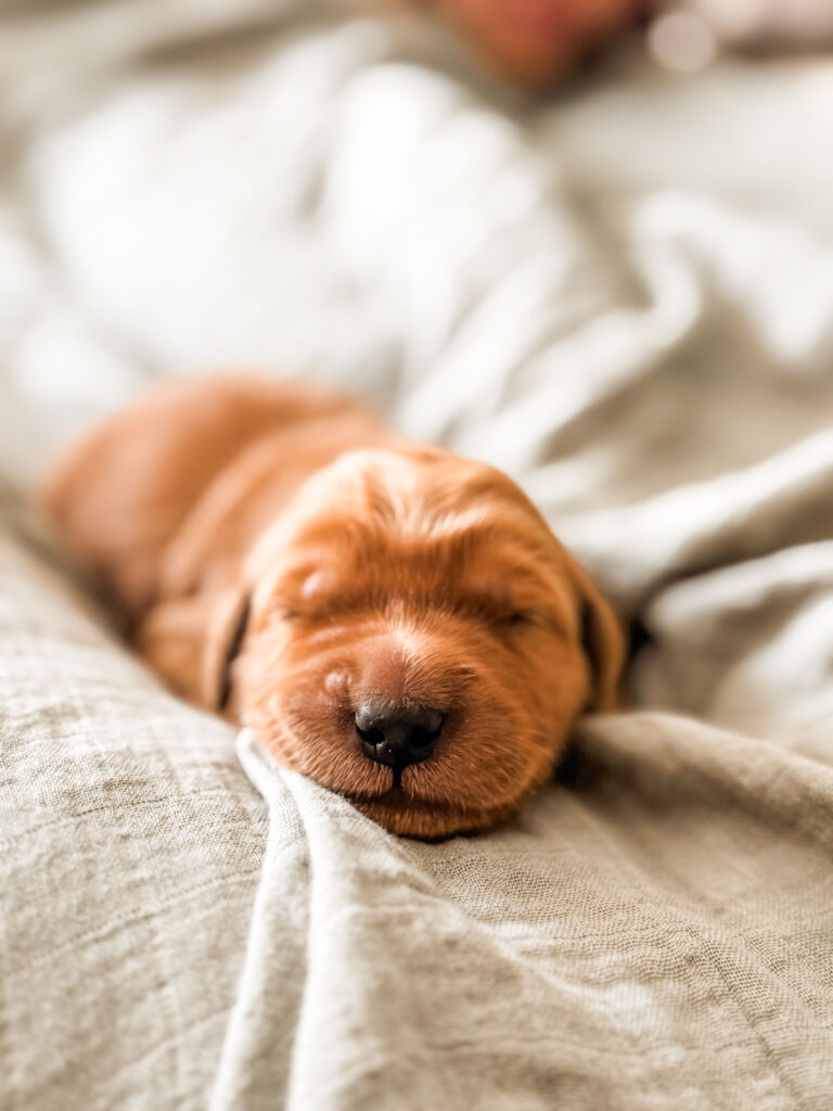 Golden Retriever Puppies for sale